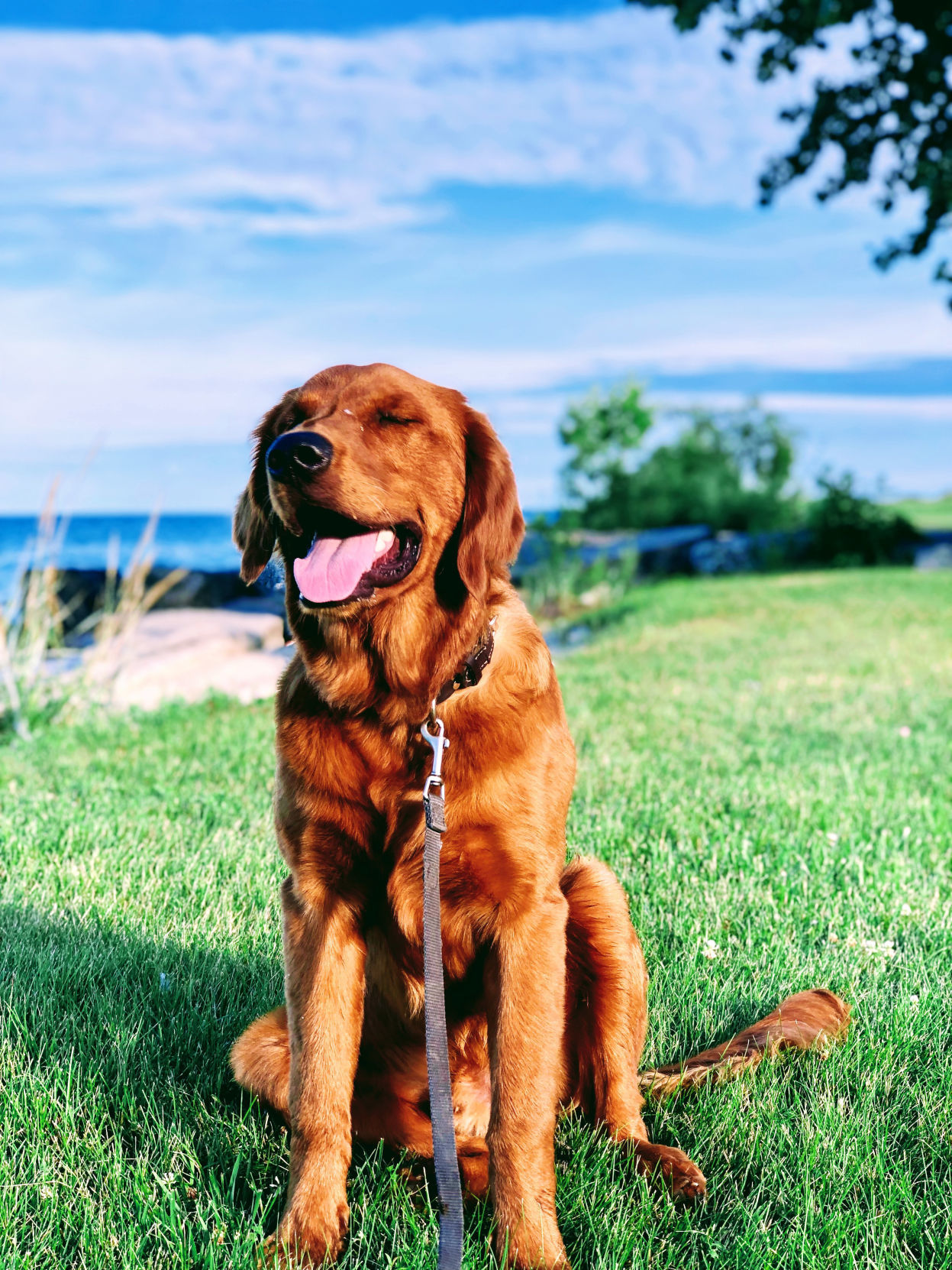 Susanne Ambrose: Dog days